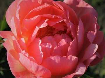 Semi-double; large, salmon pink petals surround a center cluster of yellow stamens; forms a wide, sh