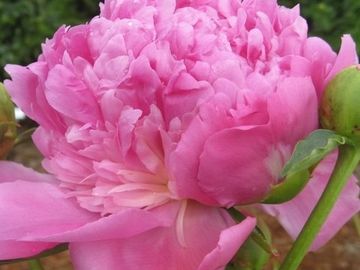 Fragrant, full double; large, opens medium pink to rose. Generously furnished with petals.