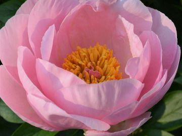 Fragrant, single, semi-double on well grown mature plants; large flower, opens bright medium pink.