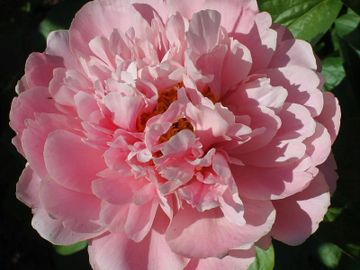 Semi-double, on well grown plants full double; very large, opens salmon pink. Color remains stable.