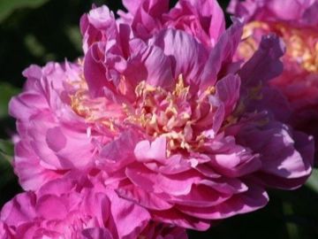 Double; variable and informal appearance, medium large, deep rose pink petals separated into two sec