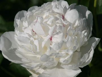 Very fragrant, full double; medium size flower, opens snow white. Thickly furnished with petals.