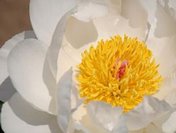 Fragrant, single; large, opens pure white. Nicely tailored petals surround a yellow boss of stamens.