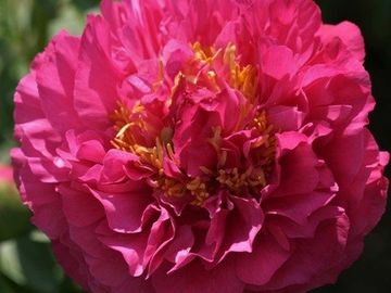 Semi-double to double flower form, large, bright pink petals, loosely arranged, stamen visible. 