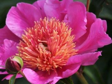 Japanese; large, opens magenta rose. Large petals surround a cluster of rose stamenodes edged in gol