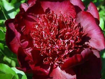 Japanese; medium size flower, opens chocolate-red. Broad petals surround a cluster of same color sta