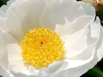 Single, large flower with excellent substance and form; opens pure ivory white. 