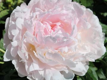 Fragrant, full double; large flower, opens light pink, fading to pale blush with age.