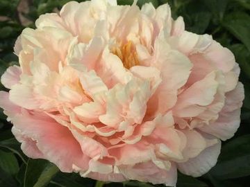 Double on well grown mature plants; semi-double or even single when young. Color complex, peach pink