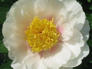 Semi-double; large, opens a creamy mauve blush. The flower is made up of layered guard petals.