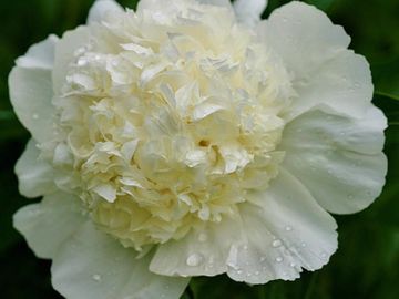 Fragrant, bomb double; medium large flower, opens white, center petals veiled cream with occasional 