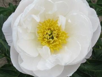 Semi-double; large flower, opens blush, particularly in a cool spring, passing to clean white. 