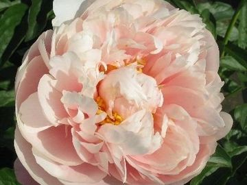 Double; medium size, opens shell pink to peach shades. Well rounded petals are broad. 