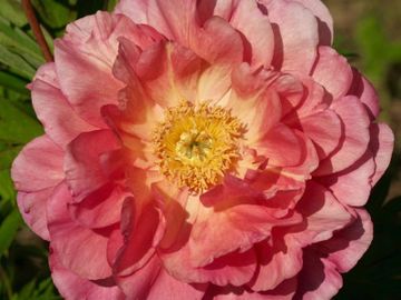 Semi-double; large flower, opens in shades of apricot and medium pink. Broad, nicely formed petals, 