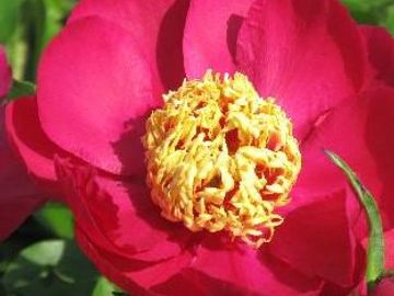 Japanese; large flower, opens brilliant red. Nicely formed petals surround a cluster of yellow stami