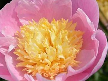 Japanese, medium large flower with excellent substance and form, opens pastel pink. 