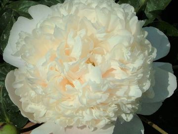 Fragrant, bomb double; large flower, opens blush pink with slight salmon hue, passing to a soft off-