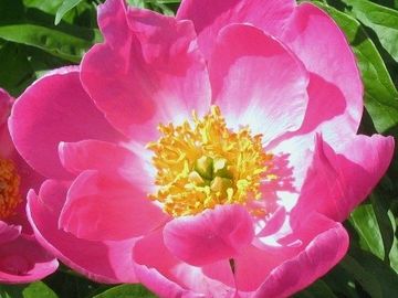 Fragrant single; large, opens in shades of pink and cream. Large petals surround a yellow center.