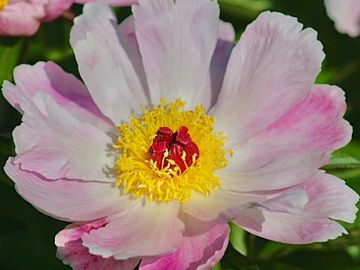 Single; medium size , opens pink blush. Two rows of petals surround a cluster of yellow stamens. 