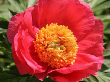 Single; medium, opens bright coral, near red in color. Layers of petals surround a yellow center.