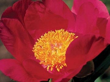 Single; very large, rose-red to deep red guard petals, surround a center of bright yellow stamens.