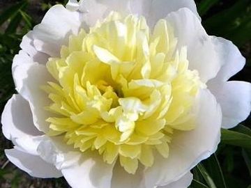 Anemone; medium size flower, opens white. Well-formed, cupped petals surround a yellow boss. 