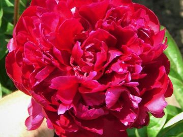 Full double; medium large flower, opens dark Burgundy red. It is a uncommon heirloom variety.