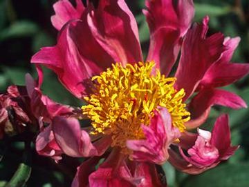 Single, large cactus type flower; opens in deep rose, accentuated by raspberry cream flairs.