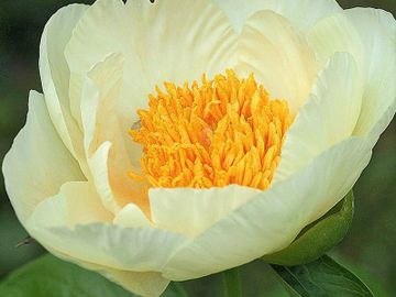 Single, large size flower; yellow broad rounded petals are lightly fluted and cupped. 