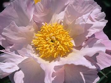 Fragrant, single; large, opens blush lavender, two rows of petals surround a yellow center. 