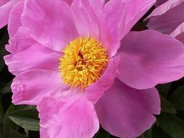 Single; large, opens vivid violet-red. Two rows of petals surround a cluster of yellow stamens.