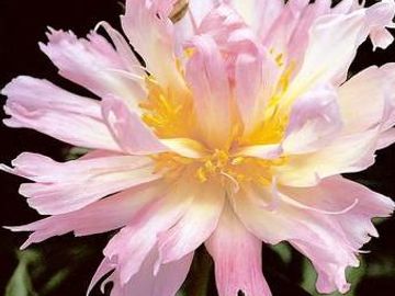 Semi-double, large cactus type flower; opens in shades of blush, soft salmon cream and medium pink.