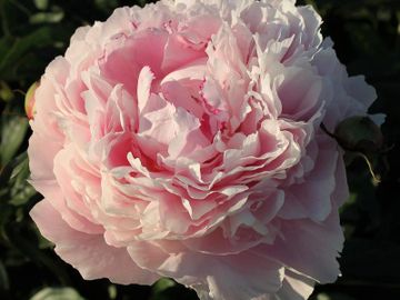 Fragrant, full double; large flower, opens bright medium pink. Generously furnished with petals.