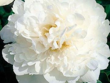 Fragrant, semi-double, double on well grown mature plants; large, opens white, veiled pink blush.