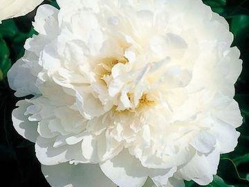 Fragrant, semi-double, double on well grown mature plants; large, opens white.