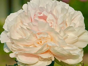 Full double; large flower, opens creamy blush infused with pale salmon pink shades. Many petals, goo