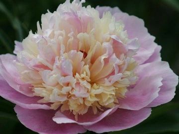 Double; large, alternating layers of medium pink and creamy yellow petals, arranged in a rather info