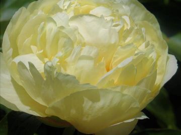 Full double; large flower, opens clear bright yellow, paling to a light yellow in the sun. 