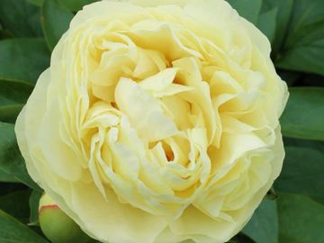 Full double; large flower, opens clear bright yellow, paling to a light yellow in the sun.