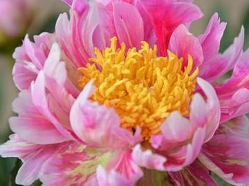 Single, cactus style flower; opens pink with cream, green and deep rose-pink streaks and flairs.