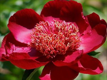 Japanese; large flower, opens maroon. Broad, well-formed petals surround a cluster of narrow stamino