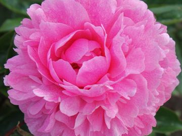 Full double, large size flower; opens medium pink, petals with good substance. 