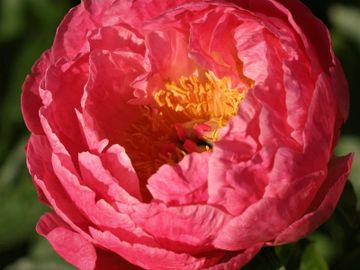 Semi-double; medium size flower, opens vivid coral; several rows of large overlapping petals.