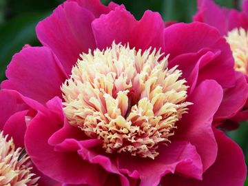 Fragrant, Japanese; large flower, opens deep carmine red. Well-formed, broad petals surround a large