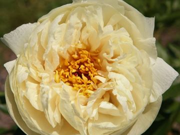 Semi-double; large, opens light yellow, color fades with age. Petals with good substance.