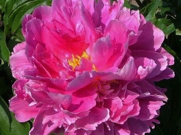 Semi-double; large flower, opens deep rose pink. Broad petals, smaller toward the yellow center. 