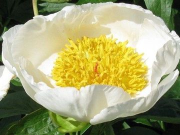 Single; large flower, opens pure white. Broad, cupped petals surround a  cluster of golden stamens.