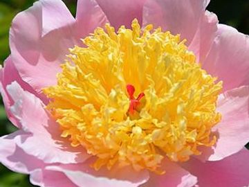Japanese; large flower, soft pink petals surround a full center of yellow staminodes, good substance