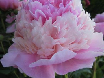 Fragrant, bomb double; large flower, opens soft pink. Large center ball rises above saucer of slight