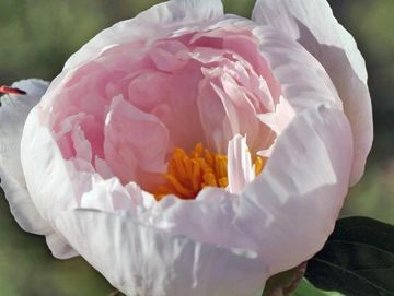 Fragrant, semi-double; large flower, opens light pink, fading to white with age.